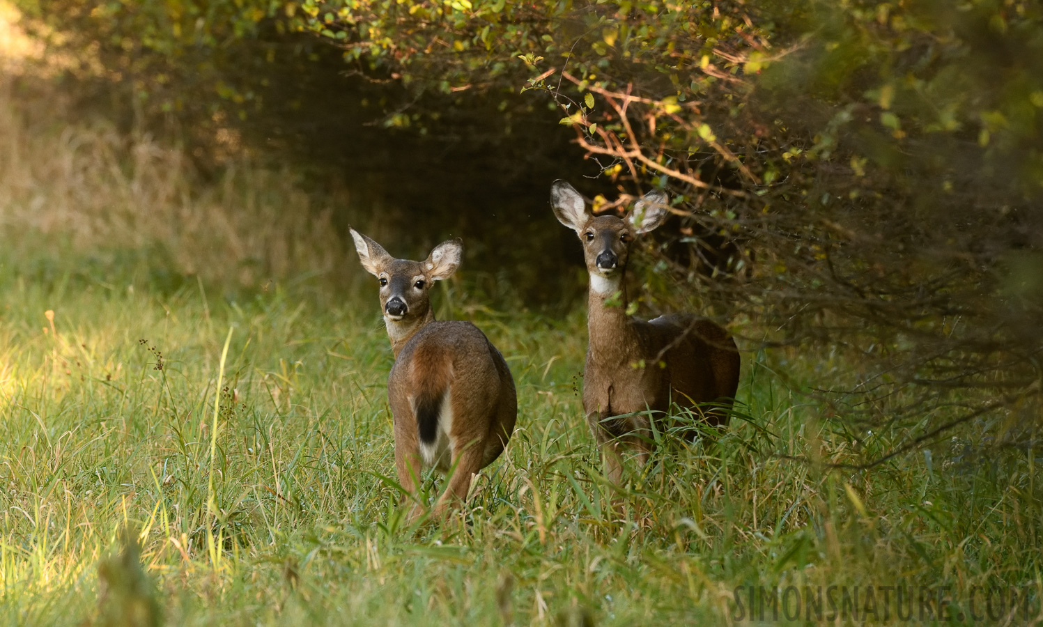 Odocoileus virginianus borealis [400 mm, 1/500 sec at f / 8.0, ISO 2000]